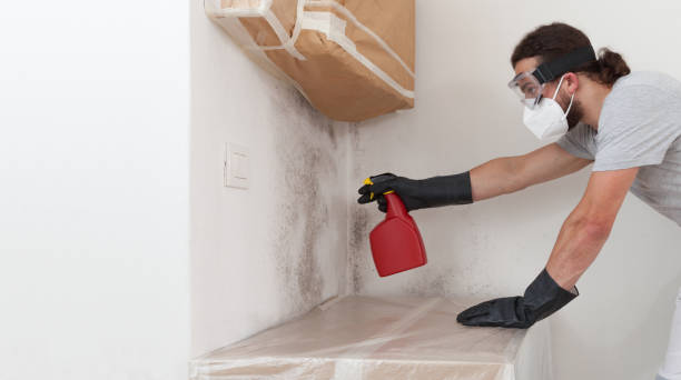 Professional Black Mold Remediation technician working in Boston, MA