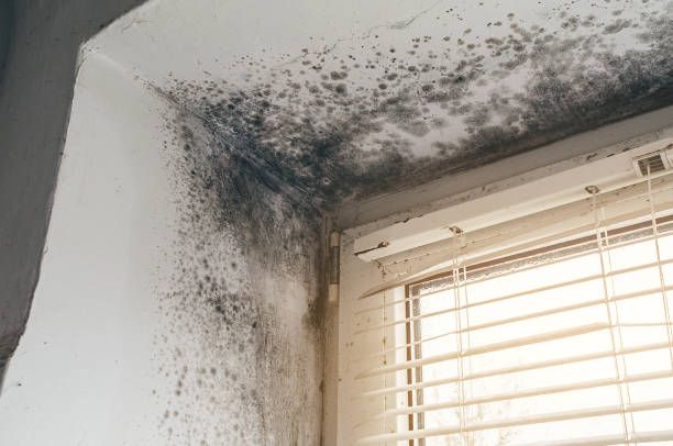 Affordable Black Mold Remediation solutions in Boston, MA